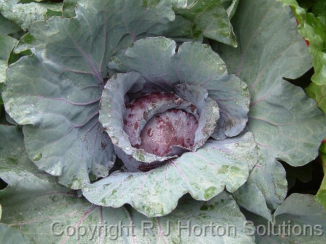 Cabbage red_2